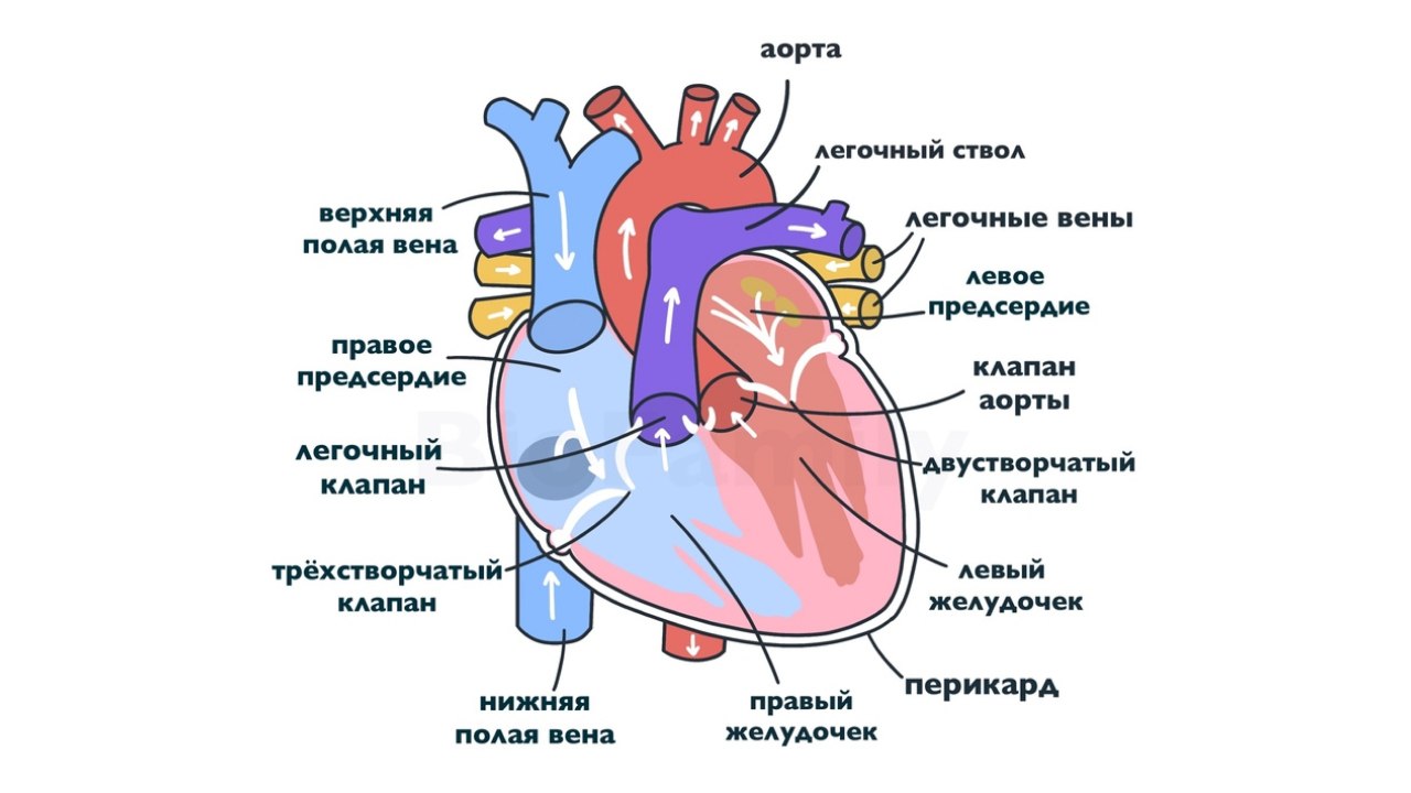 NeoFamily | Биология ЕГЭ-2027 | Андрей и Нурлан