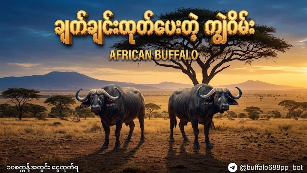 ကျွဲဂိမ်းအစစ် 24 နာရီဝန်ဆောင်မှု 🐂