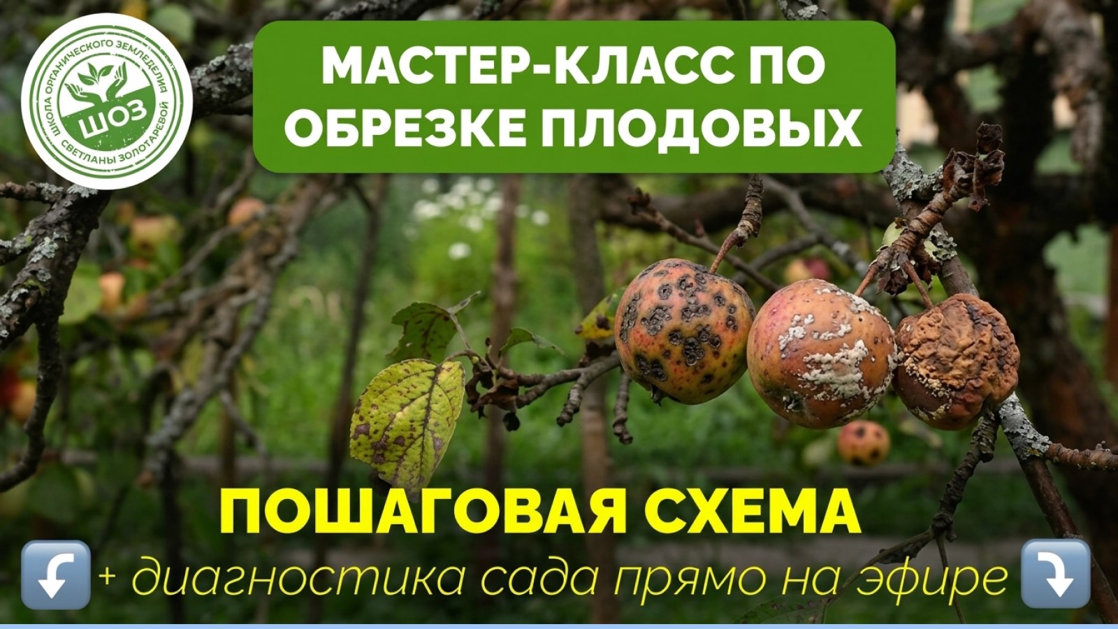 Мастер-класс по санитарной обрезке