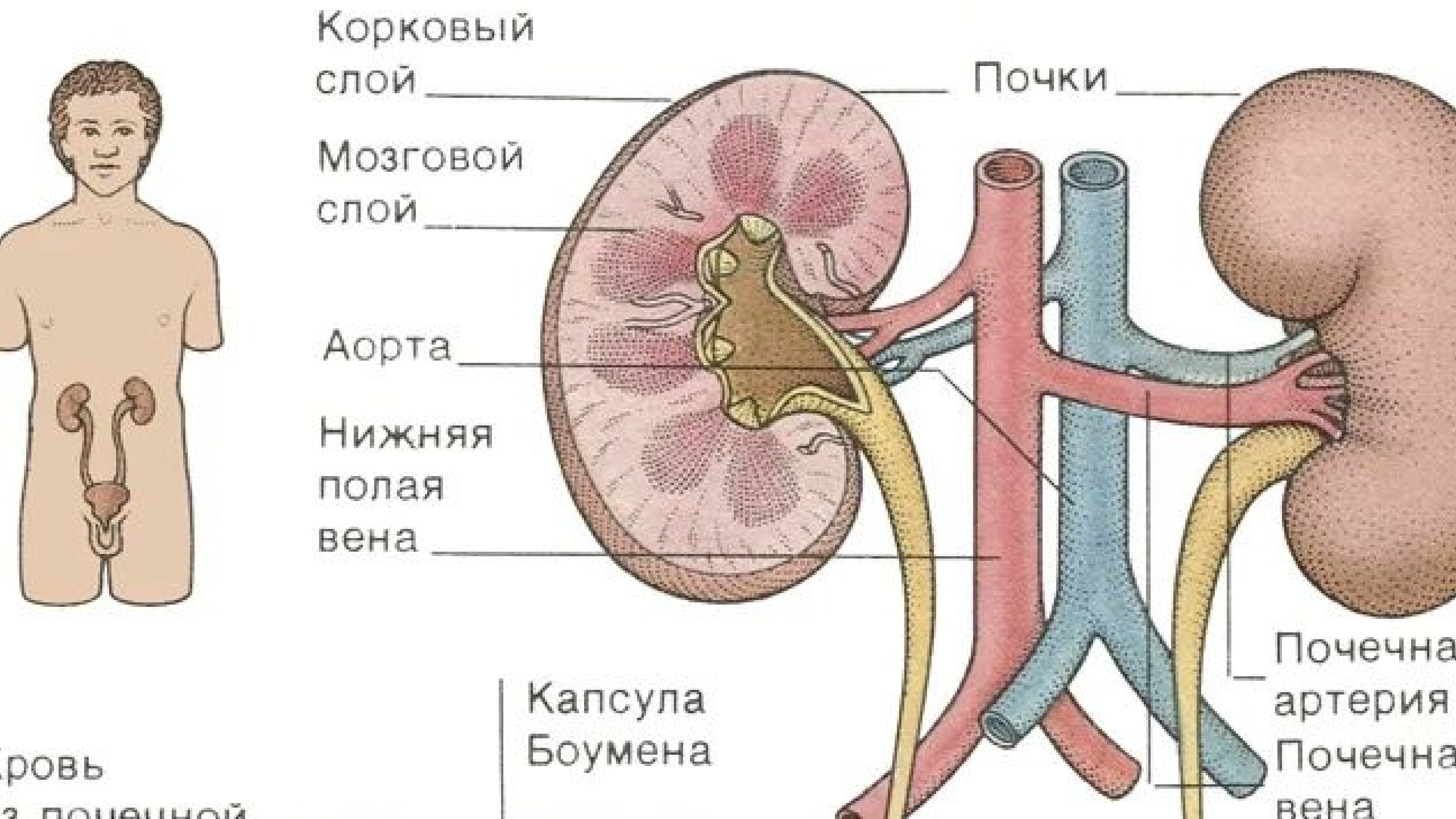 NeoFamily | Биология | ЕГЭ-2026