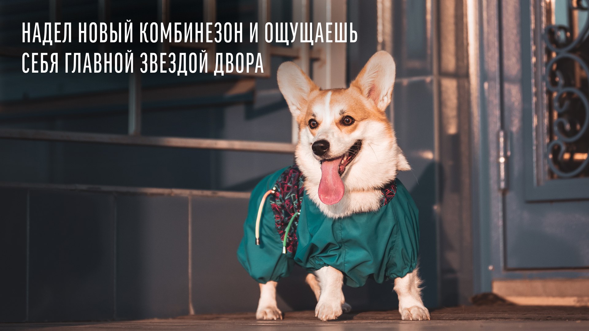 Деревенские лакомства | Премиальные корма и лакомства для собак и кошек
